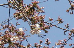 開花始めた桜