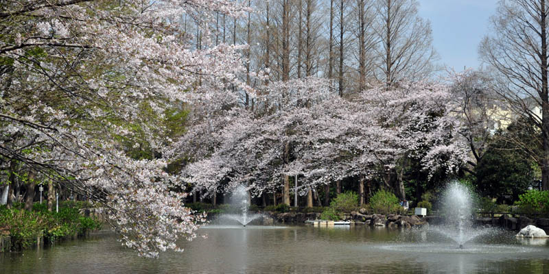 貝殻山公園の桜
