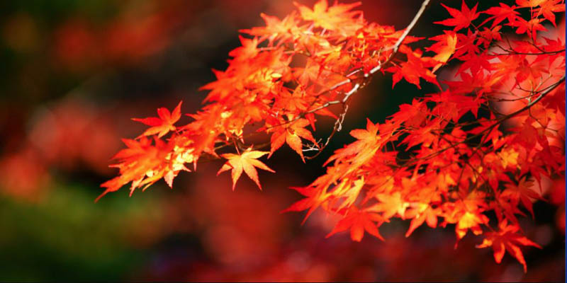 紅葉><p>紅葉</p>
		
	</article>
	<article class=