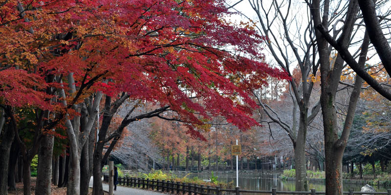 紅葉が進む貝殻山公園