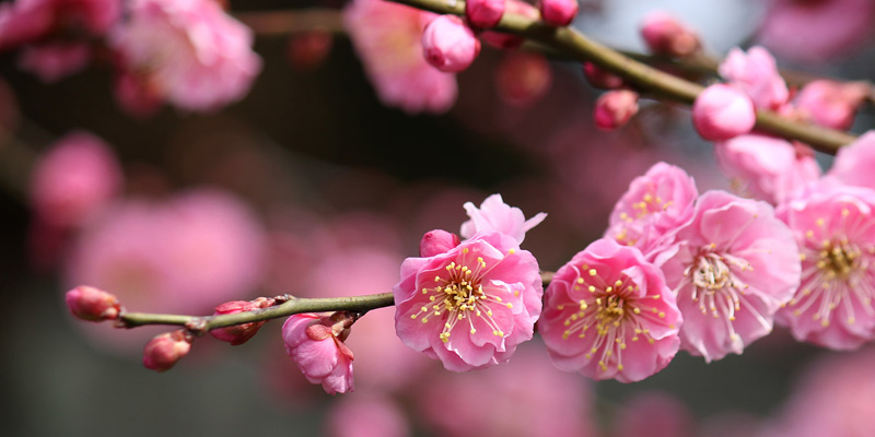 春を感じる梅の花