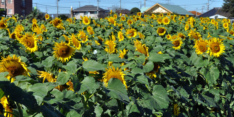 向日葵の花