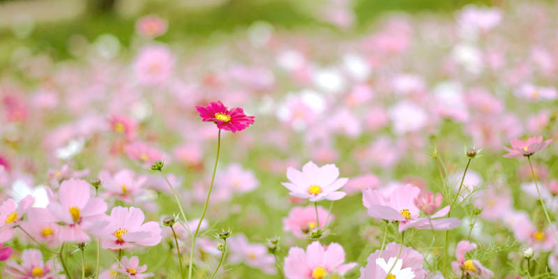 コスモスの花