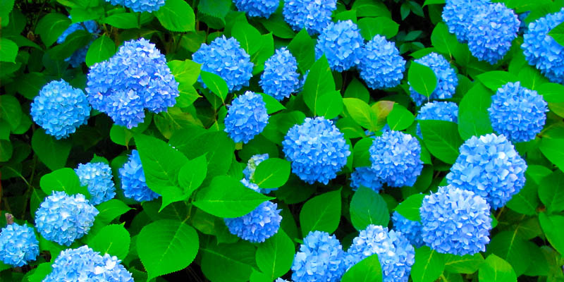 紫陽花の花