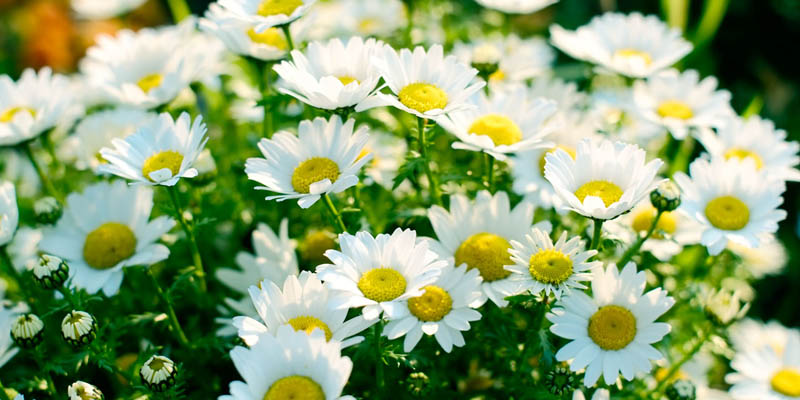 小菊の花